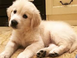 23,960 golden retriever premium high res photos. Why Golden Retrievers Top India S Vip List Why Golden Retrievers Are Famous The Economic Times