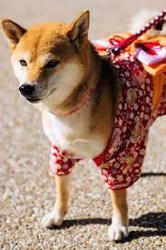 Activities For Dogs In Japan Japan Dogactivities Canadianvillagehakuba Camping Dog Activities Dogs Dog Friends