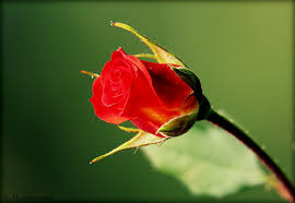 Mon ami la rosemon ami la rose. Mon Amie La Rose Drag Lehmann Flickr