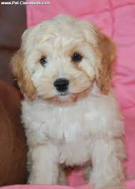 View our available cockapoo puppies. Cockapoo Breeder Florida