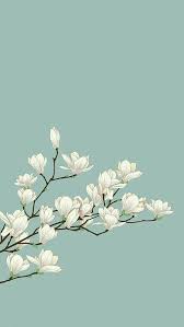 Magnolia Illustration Flower Wallpaper Art Wallpaper Apple Watch Wallpaper