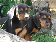 The breed is used to hunt fox, hare, and small game, o. 15 Montenegrin Mountain Hound Ideas Hound Dogs Hound Dog