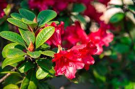 Die wunderschönen blüten der pflanze haben schon viele dichter und maler inspiriert. Wie Unterscheiden Sich Rhododendron Und Azalee Die Samstagsgartnerin