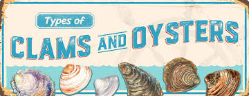 Types of Clams & Oysters: A Seafood Guide