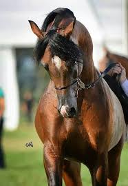 pin by عبدالله الفراج on horses beautiful horses horses animals