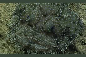 Image result for Lophiocarpaceae