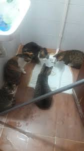 Kedi Vs Fare