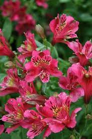 Alstroemeria Patricia Lynn Lily Plants Alstroemeria Flowers Perennials