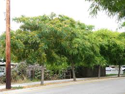 Image result for Tipuana