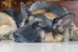 We have applied few things from this article and. Why Does German Shepherd Breathe Heavily While Sleeping