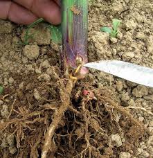 Elle a créé de nouvelles cellules. Ravageur Du Mais Ravageur Du Mais Combiner Solutions Chimique Et Agronomique Contre Le Taupin Reussir Lait