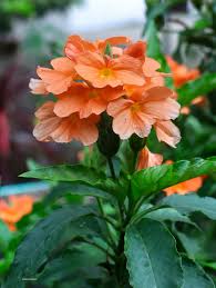 Image result for Crossandra infundibuliformis