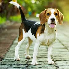 These basic sets usually come with three main pieces of furniture. Beagle Dog Breed Information Pictures More