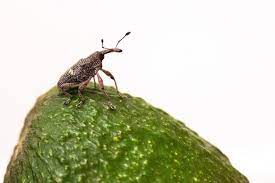 High temperatures may be obtained with forced hot air, vapor heat, hot water dips, microwaves or other radiofrequencies. Posts Tagged Weevil Subtropical Fruit Crops