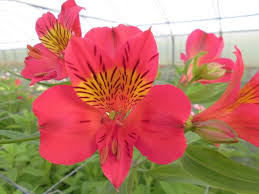 Flors Ana