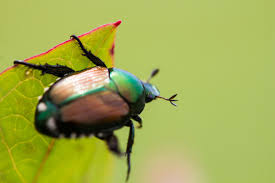 • 194 просмотра 2 года назад. Japanese Beetles How To Get Rid Of Japanese Beetle Pests The Old Farmer S Almanac