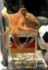 Image result for german octopus predicts football final