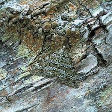 Image result for Entephria caesiata