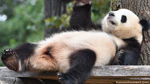 Panda security is one of the world's leading companies in security solutions. China Plans Huge National Park For Pandas Dw Travel Dw 08 03 2018