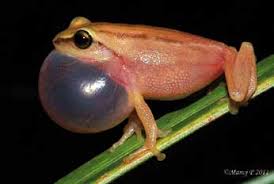 Image result for Cephalophis lukei