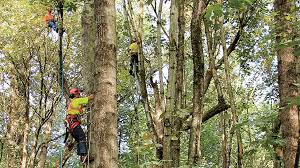 Certification is like the lottery, you can earn up to buy the ticket; When A Tree Fells A Power Line Call A Utility Arborist Macleans Ca