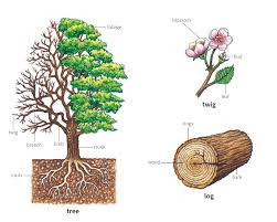Branch 1 Noun Definition Pictures Pronunciation And Usage Notes Oxford Advanced Learner S Dictionary At Oxfordlearnersdictionaries Com