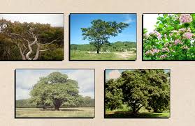 Maybe you would like to learn more about one of these? Look 5 Endangered Trees In The Philippines Nolisoli