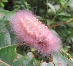 Black And Red Furry Caterpillar Uk Fuzzy Pink Cotton Candy Caterpillar Via Pascal Bushmaster Beautiful Bugs Weird Animals Bugs And Insects
