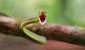Garter Snake Pet