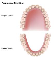 Jan 27, 2021 · how many teeth do dogs have? How Many Teeth Do We Have On Top Teethwalls