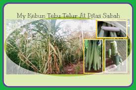 Tugas pokok dan fungsi jurusita/ jurusita pengganti pengadilan. My Kebun Tebu Telur At Pitas Sabah Posts Facebook