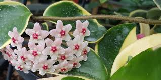 Tuckers Orchid Nursery - buy orchids ...