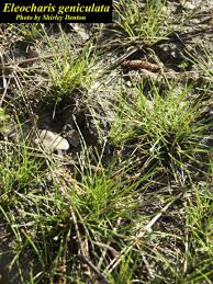 Image result for Eleocharis geniculata