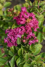 Image result for Lagerstroemia indica
