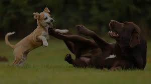 Find reviews, ratings, directions, business hours, contact information and book online appointment. Veterinarian Newport Beach Animal Hospital California