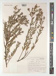 Image result for Gnidia burchellii