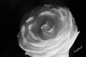 Maybe you would like to learn more about one of these? Wallpaper Fleur Bunga Bunga Mawar Hitam Dan Putih Bw Noiretblanc Alpha68 Sony Alpha Seni Perancis Moselle Sederhana 6000x4000 752876 Hd Wallpapers Wallhere