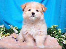 Maltese puppies near me are believed to have evolved on the island of malta in the mediterranean sea that's why kerbie arrived to his new home and met our dachshund adler, and they have been inseparable since. Adoption Return Policy Shake A Paw Rescue And Adoption Center The Shake A Paw Rescue And Adoption Center Is A Registered New Jersey Charitable Non Profit Organization Created To Provide Animal