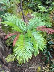 Image result for Newtonia buchananii