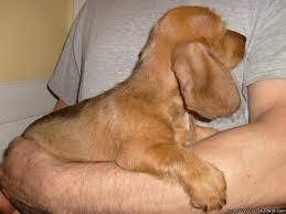 Contact springfield dachshund breeders near you using our free dachshund breeder search tool below! Adorable Miniature Dachshund Puppy Price 300 00 For Sale In Nekoosa Wisconsin Best Pets Online