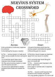 Nervous system review by professormay 1562 views. Biology Crossword Puzzle The Nervous System Includes Answer Key Teaching Resources