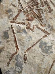 Image result for Sinopteridaceae