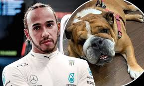 Lewis hamilton celebrating his seventh world championship win at the turkish grand prix this year. Lewis Hamilton Reveals That His Beloved Bulldog Roscoe Is Now Fully Vegan Daily Mail Online