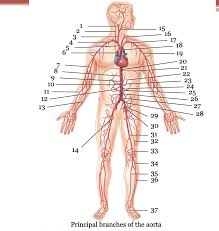 This illustration was published in. Major Arteries Full Body Diagram Quizlet