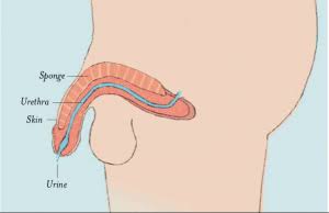 Is Your Son Curious About His Body Parts? - Anatomy for Kids