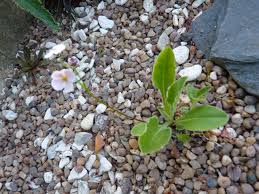 Androsace Strigillosa From Kevock Garden Plants Sad