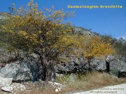 Image result for Acacia haematoxylon