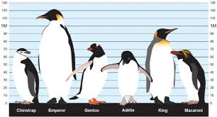 They are perfectly adapted to survive in one of the most extreme and remote places on earth. Heights Of Different Penguin Species Image By Natural Environment Download Scientific Diagram
