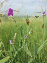 Image result for Lathyrus hirsutus
