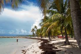 The smallest organisms found on earth can be determined according to various aspects of organism size, including volume, mass, height, length, or genome size. Badetag An Der Sudkuste Ste Anne Petit Havre